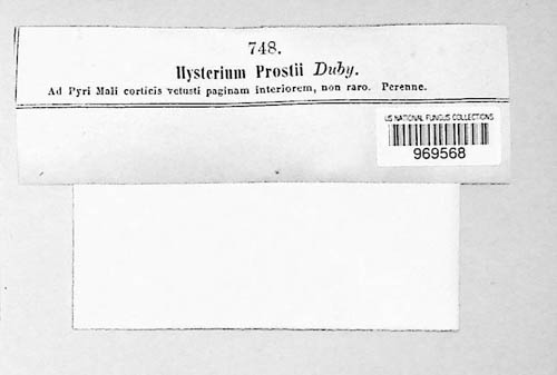 Hysteropatella prostii image